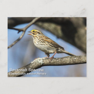 Savannah Sparrow Briefkaart
