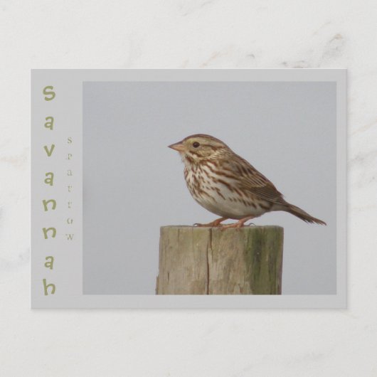 Savannah Sparrow Briefkaart (Voorkant)