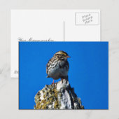 Savannah Sparrow Briefkaart (Voorkant / Achterkant)