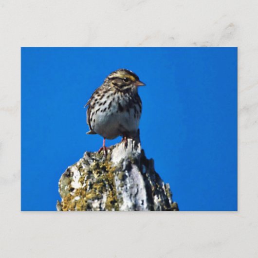 Savannah Sparrow Briefkaart (Voorkant)