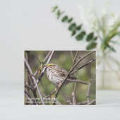 Savannah Sparrow Briefkaart (Staand voorkant)