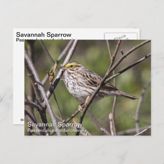 Savannah Sparrow Briefkaart (Voorkant / Achterkant)