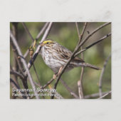Savannah Sparrow Briefkaart (Voorkant)