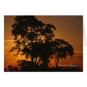 Savannah Sunset