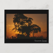 Savannah Sunset Briefkaart (Voorkant)
