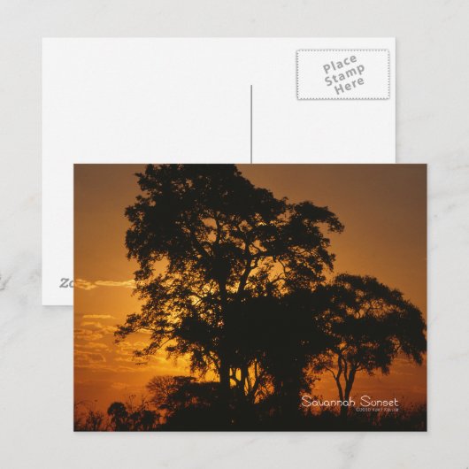 Savannah Sunset Briefkaart (Voorkant / Achterkant)