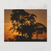 Savannah Sunset Briefkaart (Voorkant)