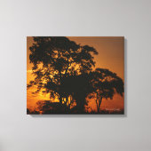 Savannah Sunset Canvas Afdruk (Voorkant)
