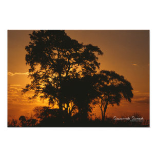 Savannah Sunset Foto Afdruk