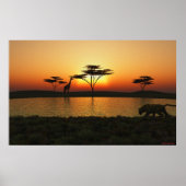 Savannah Sunset Poster (Voorkant)