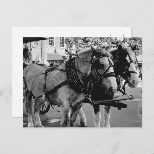 Savannah Working Horses Briefkaart (Voorkant / Achterkant)