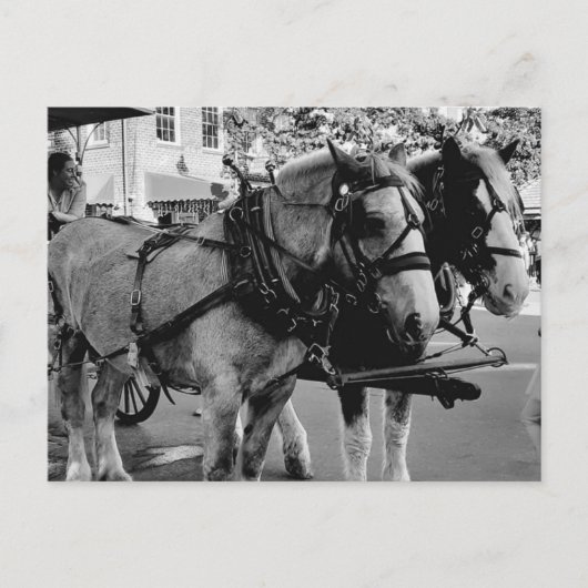 Savannah Working Horses Briefkaart (Voorkant)