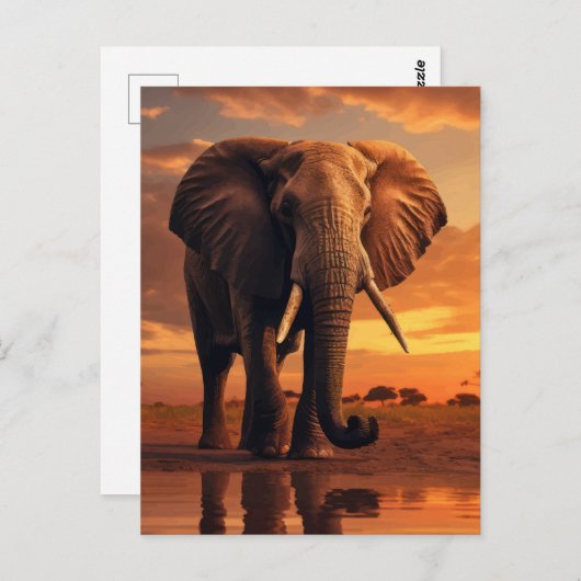 Savannahs Majesteit Briefkaart (Voorkant / Achterkant)