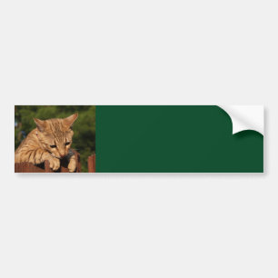 Savannekat Achtergrond Bumpersticker