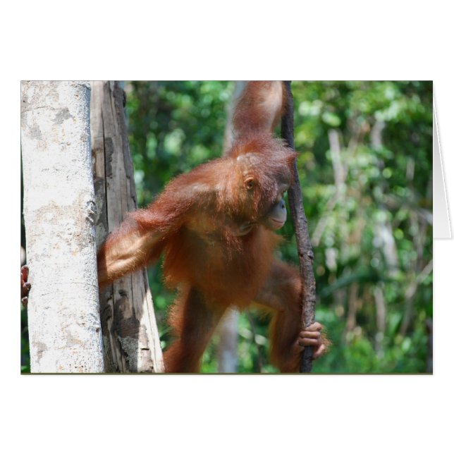 Save Borneo Orangutan Wildlife (Voorkant Horizontaal)