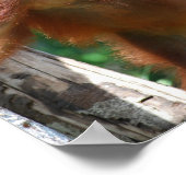 Save Orangutans Borneo Wildlife Poster (Hoek)