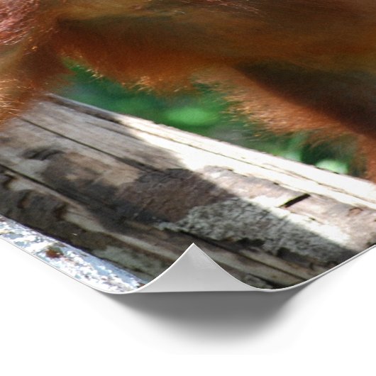 Save Orangutans Borneo Wildlife Poster (Hoek)