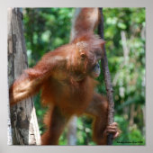 Save Orangutans Borneo Wildlife Poster (Voorkant)