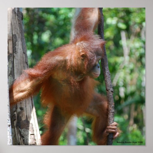 Save Orangutans Borneo Wildlife Poster (Voorkant)