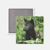 SAVE OUR GREY WOLVES Wildlife Black Wolf Pup Magneet (Voorkant / Achterkant)
