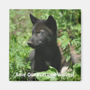 SAVE OUR GREY WOLVES Wildlife Black Wolf Pup Magneet