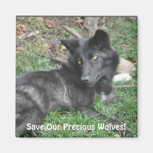 SAVE OUR GREY WOLVES Wildlife Black Wolf Pup Magneet