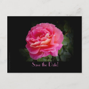 Save the Date 20th Jubileum Party Roze Roos Aankondigingskaart