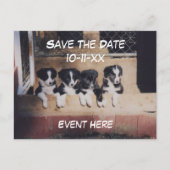 Save The Date Border Collie Puppies Dog  Aankondigingskaart (Voorkant)