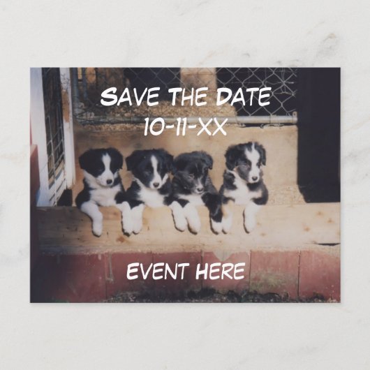 Save The Date Border Collie Puppies Dog Aankondigingskaart (Voorkant)