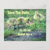 Save The Date Canada Geese Babies Nature  Aankondigingskaart (Voorkant)