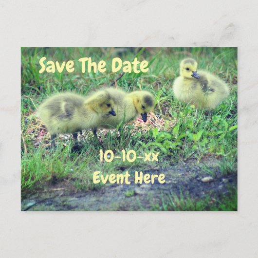 Save The Date Canada Geese Babies Nature  Aankondigingskaart (Voorkant)