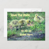 Save The Date Canada Geese Babies Nature  Aankondigingskaart (Voorkant / Achterkant)