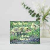 Save The Date Canada Geese Babies Nature  Aankondigingskaart (Staand voorkant)