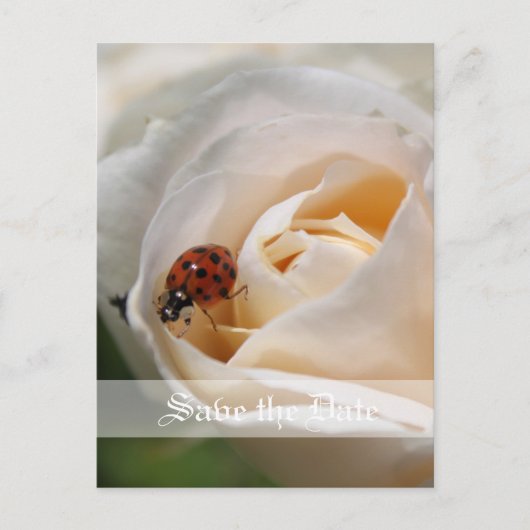 Save the date. Mooie witte rozenbloem Aankondigingskaart (Voorkant)