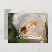 Save the date. Mooie witte rozenbloem Aankondigingskaart (Voorkant / Achterkant)