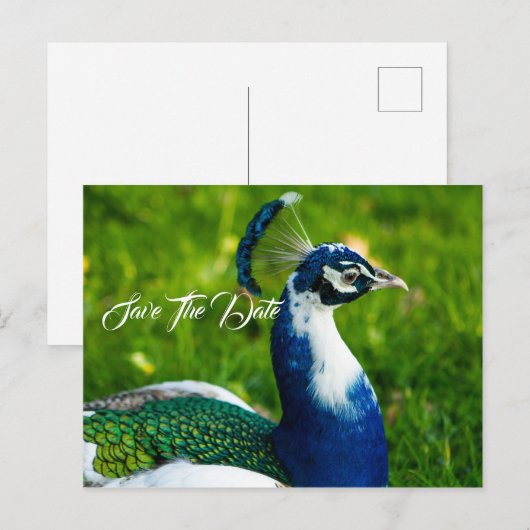 Save The Date Pauw Postkaart Aankondigingskaart (Voorkant / Achterkant)