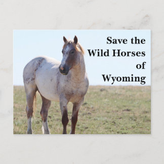 Save the Wild Horses of Wyoming Postcard Briefkaart
