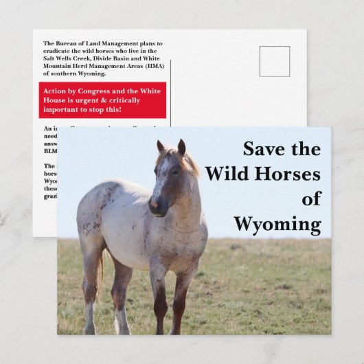 Save the Wild Horses of Wyoming Postcard Briefkaart (Voorkant / Achterkant)