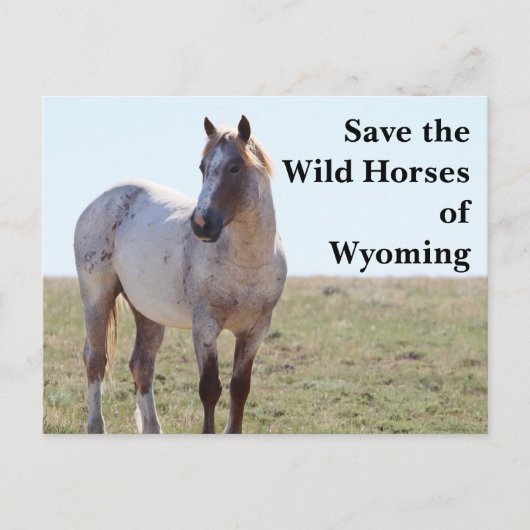 Save the Wild Horses of Wyoming Postcard Briefkaart (Voorkant)
