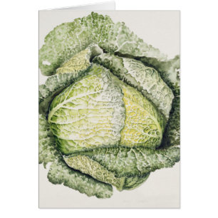 Savoy Cabbage