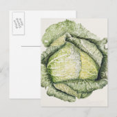 Savoy Cabbage Briefkaart (Voorkant / Achterkant)