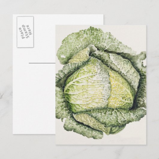 Savoy Cabbage Briefkaart (Voorkant / Achterkant)