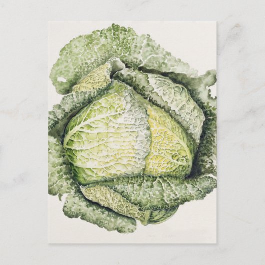 Savoy Cabbage Briefkaart (Voorkant)