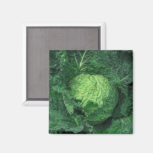 Savoy Cabbage Magneet (Voorkant / Achterkant)