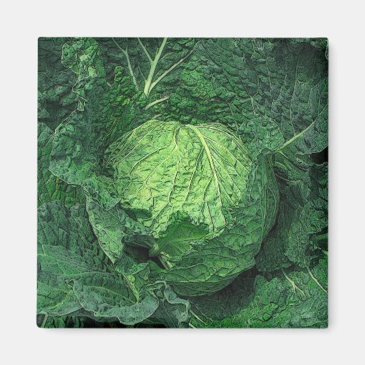 Savoy Cabbage Magneet (Voorkant)