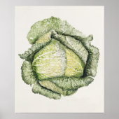 Savoy Cabbage Poster (Voorkant)