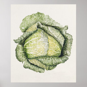 Savoy Cabbage Poster