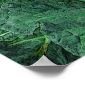 Savoy Cabbage Poster (Hoek)