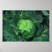 Savoy Cabbage Poster (Voorkant)