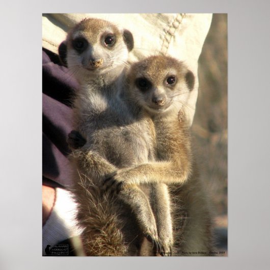 Savuka knuffelend Oriole - Poster (Voorkant)